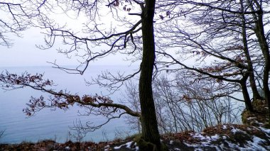Polonya doğası. Büyücü ormanı ve Baltık Denizi. Kış mevsimi doğa kavramı.