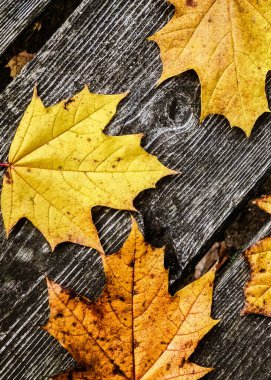 Sonbahar yaprakları doğanın arka planı olarak ahşap tahta üzerinde. Boşluğu kopyala.