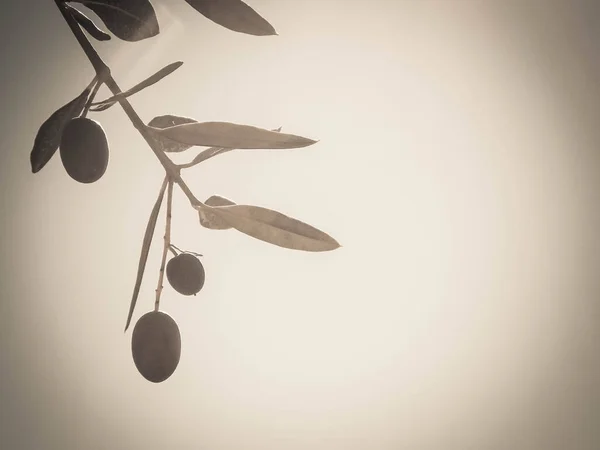 Zeytin ağacının dalındaki yeşil zeytinleri kapatın. Tarım konsepti. BW filtre tonu