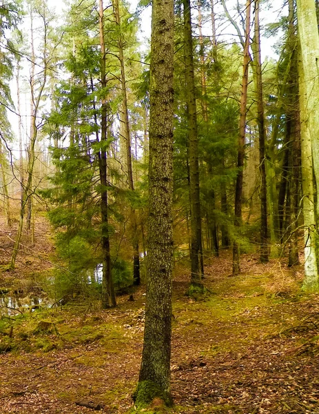 태양이 나무를 가르고 폴란드의 자연을 깨뜨린다 — 스톡 사진