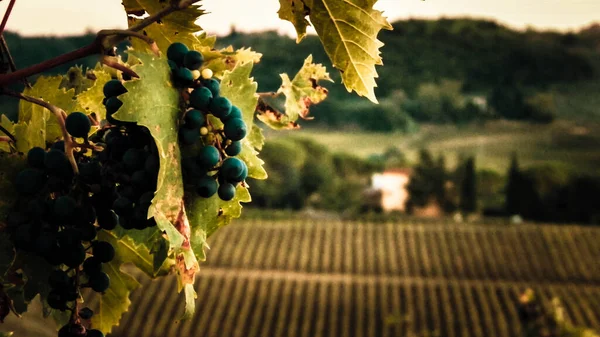 Großaufnahme Von Traubenfrüchten Weinstock Landwirtschaft Und Naturkonzept Kopierraum — Stockfoto