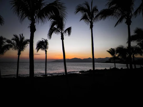 ヤシの木があるPuerto Del Carmen Lanzarote Canary Islands 旅と自然概念 — ストック写真