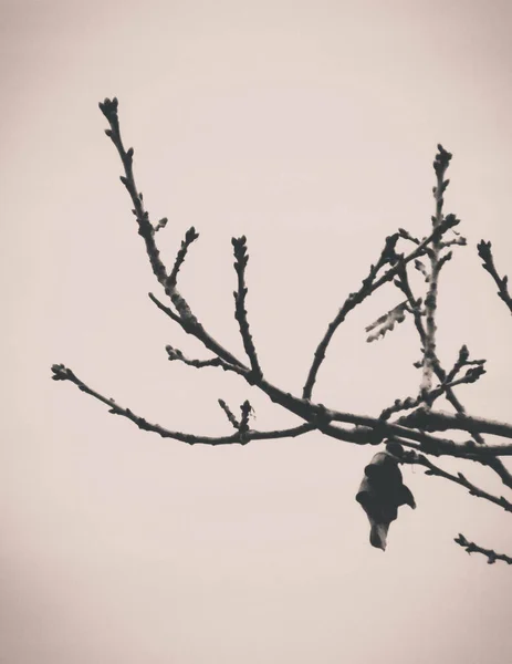 Абстрактная Фотография Осенней Ветви Фоне Природы Тонированный Абстрактный Фильтр Пространство — стоковое фото