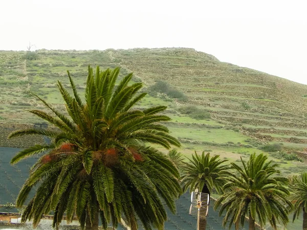 Palmy Harii Lanzarote Kanárské Ostrovy Haria Jmenuje Město Tisíců Palem — Stock fotografie