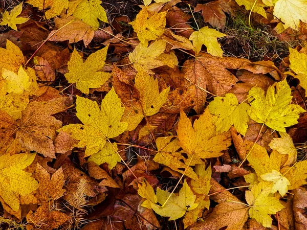 Gelbe Herbstblätter Als Hintergrund Der Natur Goldener Herbst Kopierraum — Stockfoto