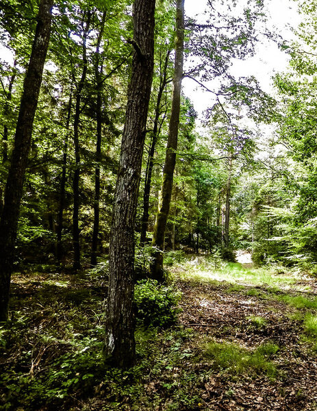 Дикий лесной пейзаж. Зеленый лес в солнечный день, летний сезон. Красивая природа Померания - регион северной Польши
.