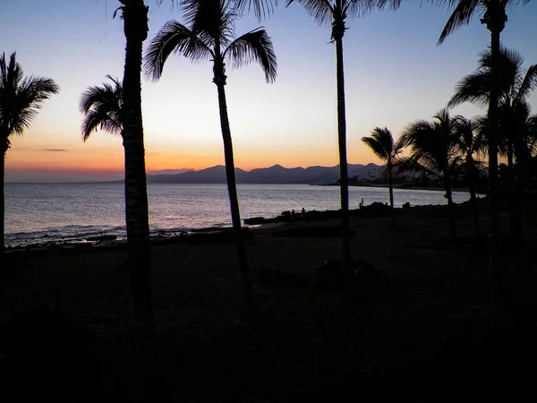 Φοίνικες Ένα Ηλιοβασίλεμα Στο Puerto Del Carmen Lanzarote Κανάρια Νησιά — Φωτογραφία Αρχείου