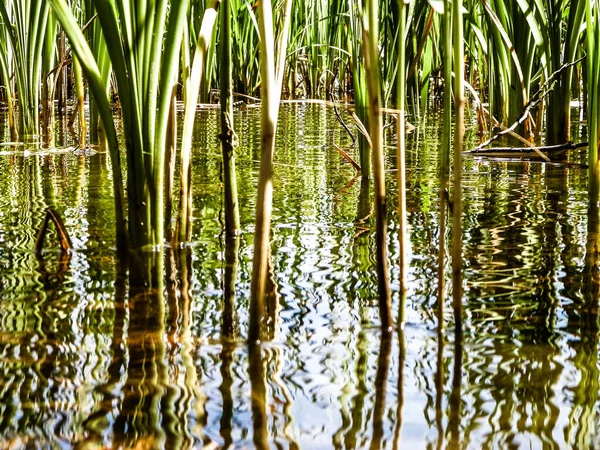 Закрыть Растение Тифа Озерной Воде Копирование Места Озере — стоковое фото