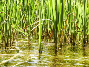 Göl suyundaki Typha tesisine yaklaş. Göl suyunda boşluk kopyala.