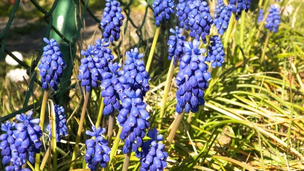 Zamknij Kwiat Muscari Sezon Wiosenny Natura — Zdjęcie stockowe