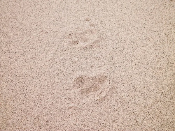 Impronte Delle Zampe Fox Sulla Sabbia Sfondo Della Natura — Foto Stock