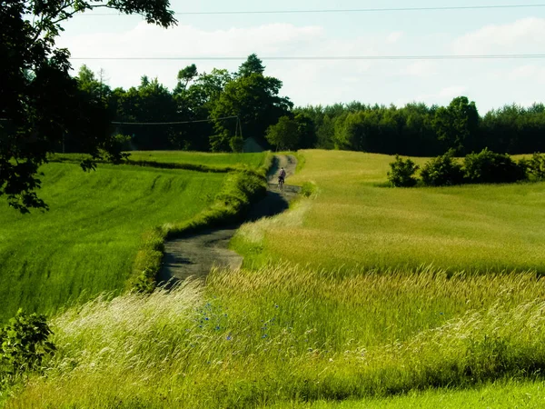 Kır manzarası, tipik Polonya doğası. Tarlalar, çayırlar Yaz zamanı.