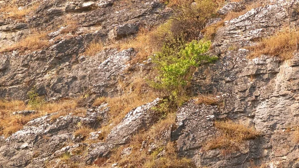 Кам Яний Камінь Природний Фон Розташований Скелях Охридському Узбережжі Македонія — стокове фото