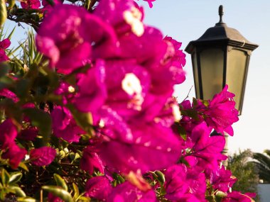 Lanzarote Adası 'ndaki çiçek açan menekşe çiçeklerine yakın çekim. Egzotik kanarya doğası, çiçek yapraklarına yakın..