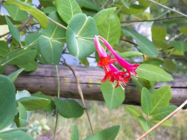 Pembe hanımeli (Lonicera L.) çiçeklerine yakın çekim. Yazın Polonya doğası, çiçek ve bahçe kavramı.
