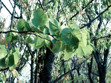 Doğa geçmişi. Dallara ve yeşil yapraklara yakın - Akdeniz doğası, Makedonya.