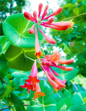 Pembe hanımeli çiçeklerine yakın çekim. Yazın Polonya doğası, çiçek ve bahçe kavramı.