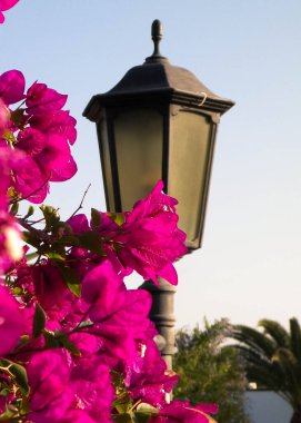Lanzarote Adası 'ndaki çiçek açan menekşe çiçeklerine yakın çekim. Egzotik kanarya doğası, çiçek yapraklarına yakın..