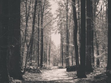 İlkbahar, kış tatilinden sonra orman tekrar uyanır. Bahar güneşi ormandaki ağaçların arasından doğuyor. Doğa konsepti. BW filtre tonu.