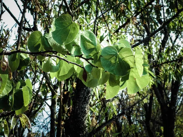 Nature Background Close Branch Green Leaves Mediterranean Nature Macedonia — Stock Photo, Image