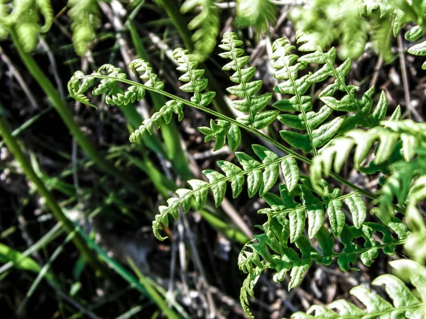 Zblízka Zelené Listy Kapradí Polypodiopsida Cronquist Příroda Pozadí Květinový Koncept — Stock fotografie