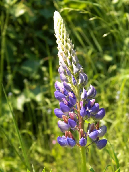 Gros Plan Fleur Lupin Bleu Lupinus Nature Polonaise Heure Été — Photo