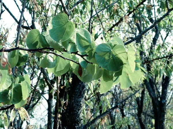 Nature Background Close Branch Green Leaves Mediterranean Nature Macedonia — Stock Photo, Image