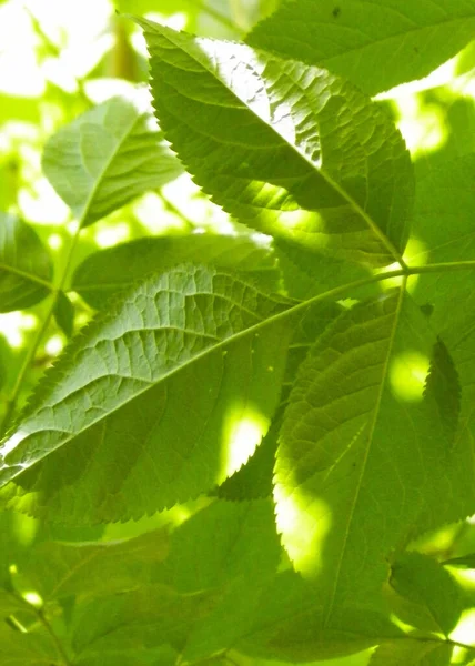 Close Green Leaves Nature Background Polish Nature Summer — Stock Photo, Image