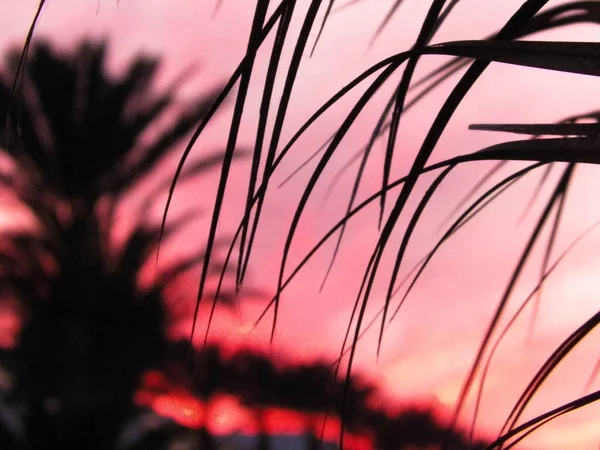 Concepto Naturaleza Hojas Palma Sobre Fondo Cielo Atardecer Foto Abstracta — Foto de Stock