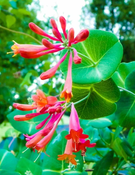 Close up of pink honeysuckle flowers. Polish nature in summer, floral and gardening concept.