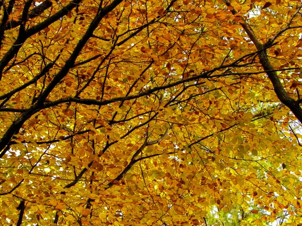 Gałęzie Żółtymi Liśćmi Jako Tło Natury Złota Jesień Lesie Przestrzeń — Zdjęcie stockowe