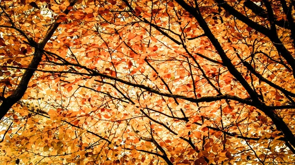 Ramas Con Hojas Amarillas Como Fondo Natural Otoño Dorado Bosque —  Fotos de Stock