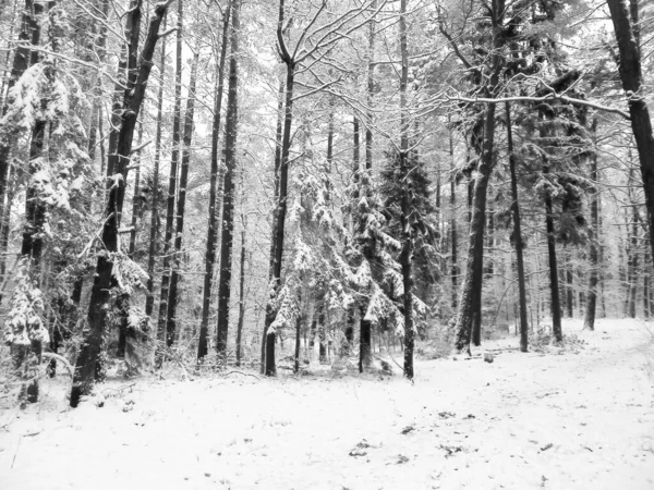 Зимний Лес Концепция Природы Абстрактный Фильтр Тонированный — стоковое фото