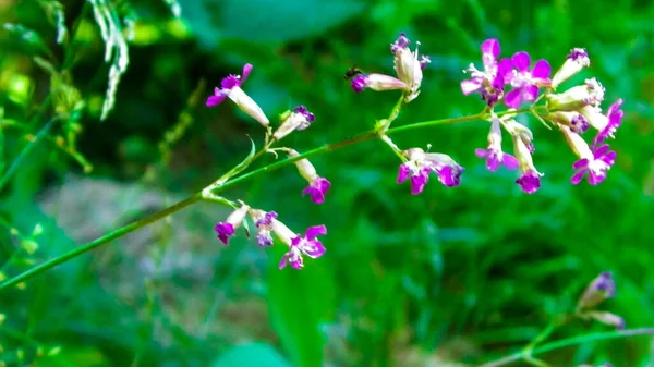 Gros Plan Fleur Rose Nature Estivale Pologne Région Forestière Tuchola — Photo