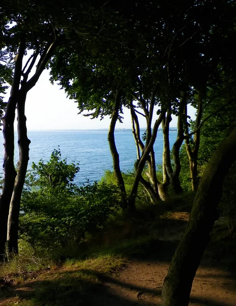 夏天的自然 美丽的巴尔的摩海风景从公园在Gdynia 自然与旅行概念 — 图库照片