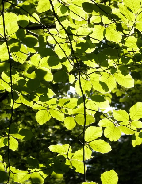 Зелений Колір Природний Літо Краса Природи — стокове фото