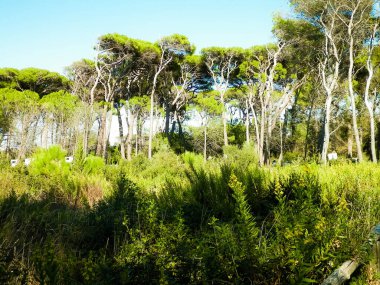Mavi gökyüzü arka planında çam ağaçları. Doğa konsepti.