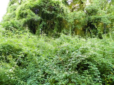 Vahşi doğa, sarmaşık yaprakları doğal arka plan olarak. Balkan florası, Makedonya, Galiçya Parkı.
