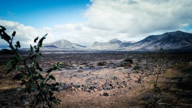 Çöl - Lanzarote 'nin tipik manzarası, Kanarya Adaları. Seyahat ve doğa kavramı.