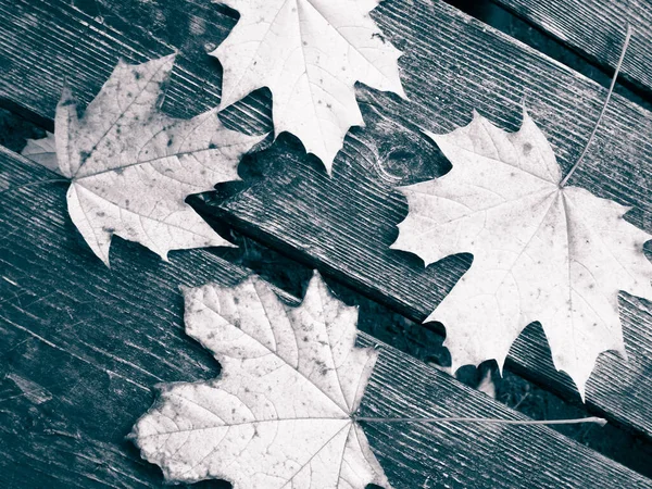 Hojas Otoño Sobre Tabla Madera Como Fondo Natural Copiar Espacio —  Fotos de Stock