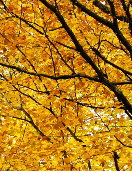 Větve Žlutými Listy Jako Přírodní Pozadí Zlatý Podzim Lese Kopírovací — Stock fotografie