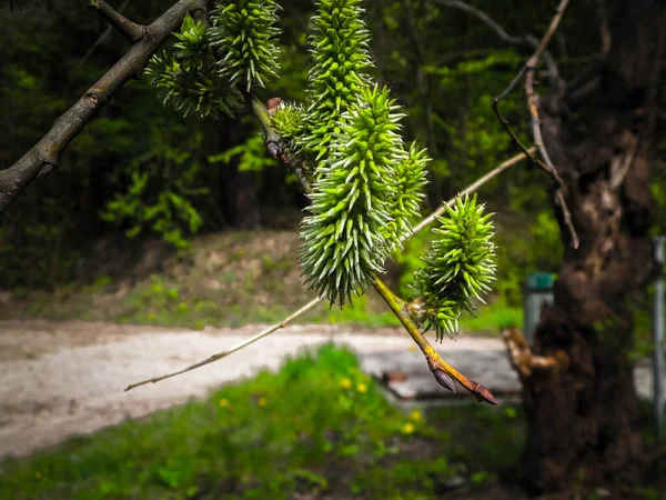 Närbild Pilkattor Blommande Pil Att Väcka Naturen Naturbegrepp — Stockfoto