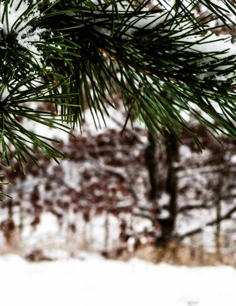 Kış başlangıcında, çam ağacının dalında taze kar. Boşluğu kopyala, doğa arkaplanı.