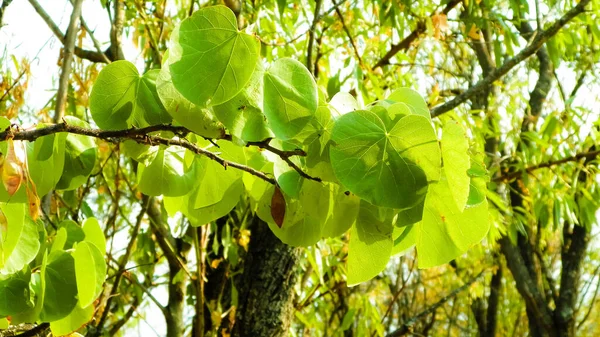 Close Branch Green Leaves Balkan Macedonian Flora Nature Background — Stock Photo, Image