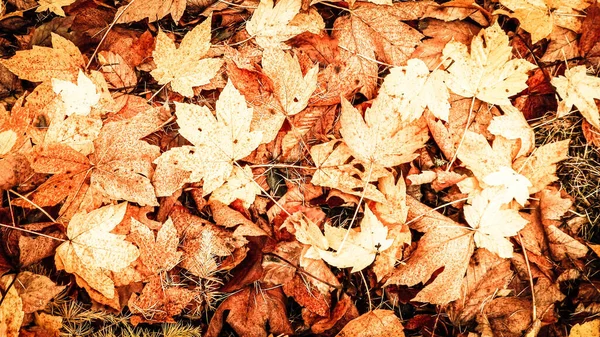 Gelbe Herbstblätter Als Hintergrund Der Natur Goldener Herbst Kopierraum — Stockfoto