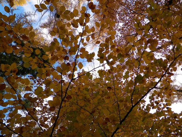 Zbliżenie Jesiennych Gałęzi Jako Tła Natury Złote Liście Piękno Jesieni — Zdjęcie stockowe