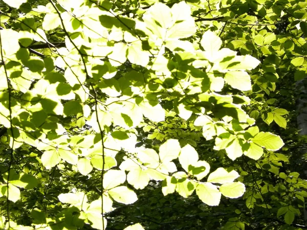 Grüne Blätter Als Hintergrund Der Natur Sommer Schönheit Der Natur — Stockfoto
