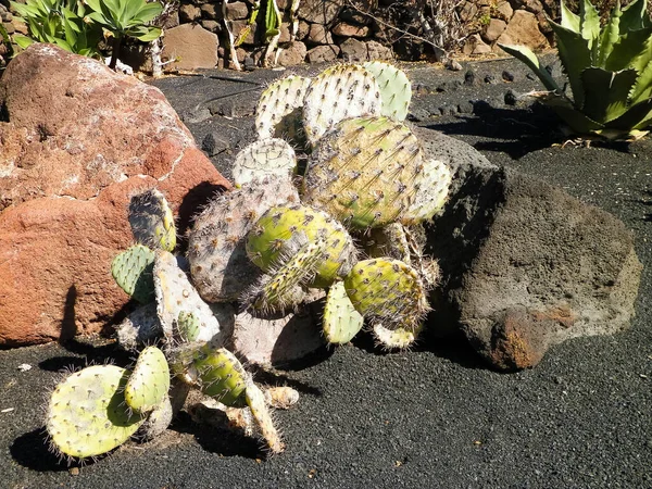 Cactus Jardín Cactus Una Las Plantas Más Populares Lanzarote Islas — Foto de Stock
