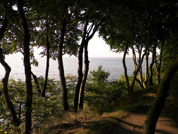 夏天的自然 美丽的巴尔的摩海风景从公园在Gdynia 自然与旅行概念 — 图库照片