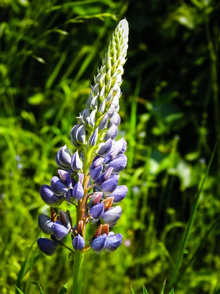 Close Van Blauwe Lupine Bloem Lupinus Poolse Natuur Zomertijd — Stockfoto